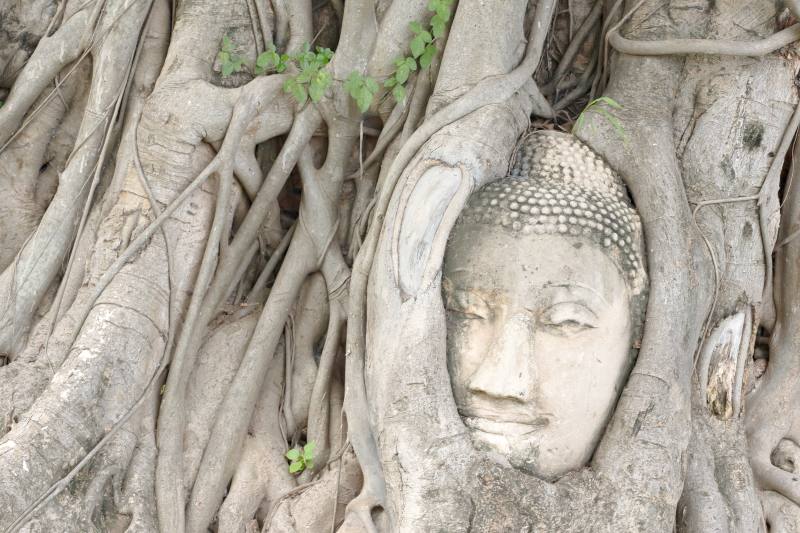 symbole bouddhiste arbre de bodhi