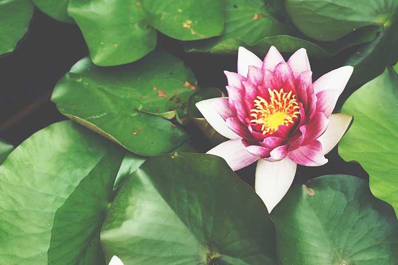 fleur de lotus rose sur nénuphar signification sacrée